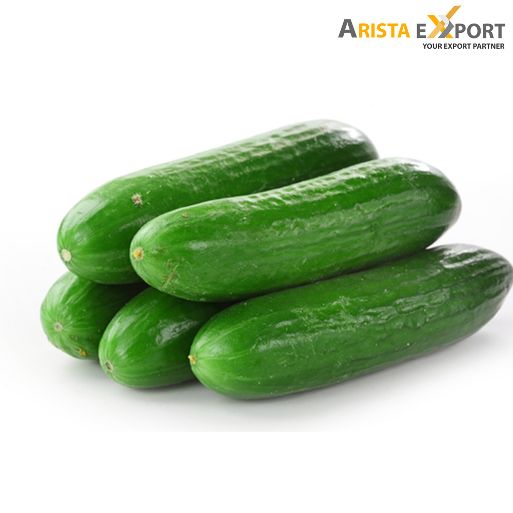 Fresh High Quality Cucumber supplier from Bangladesh  