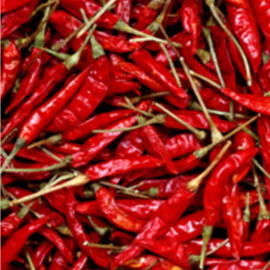Best quality most selling dried red chili exporter Bangladesh