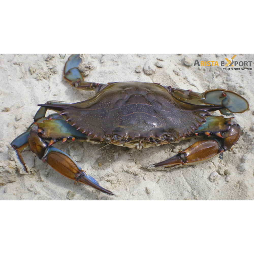 Best selling fresh high quality crab supplier BD