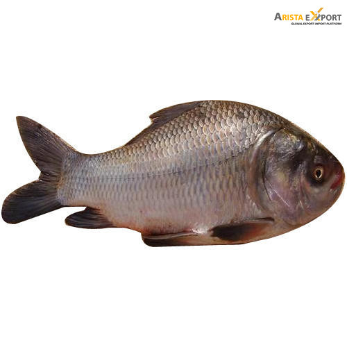 Best Quality of Bangladeshi Katla Fish for Export