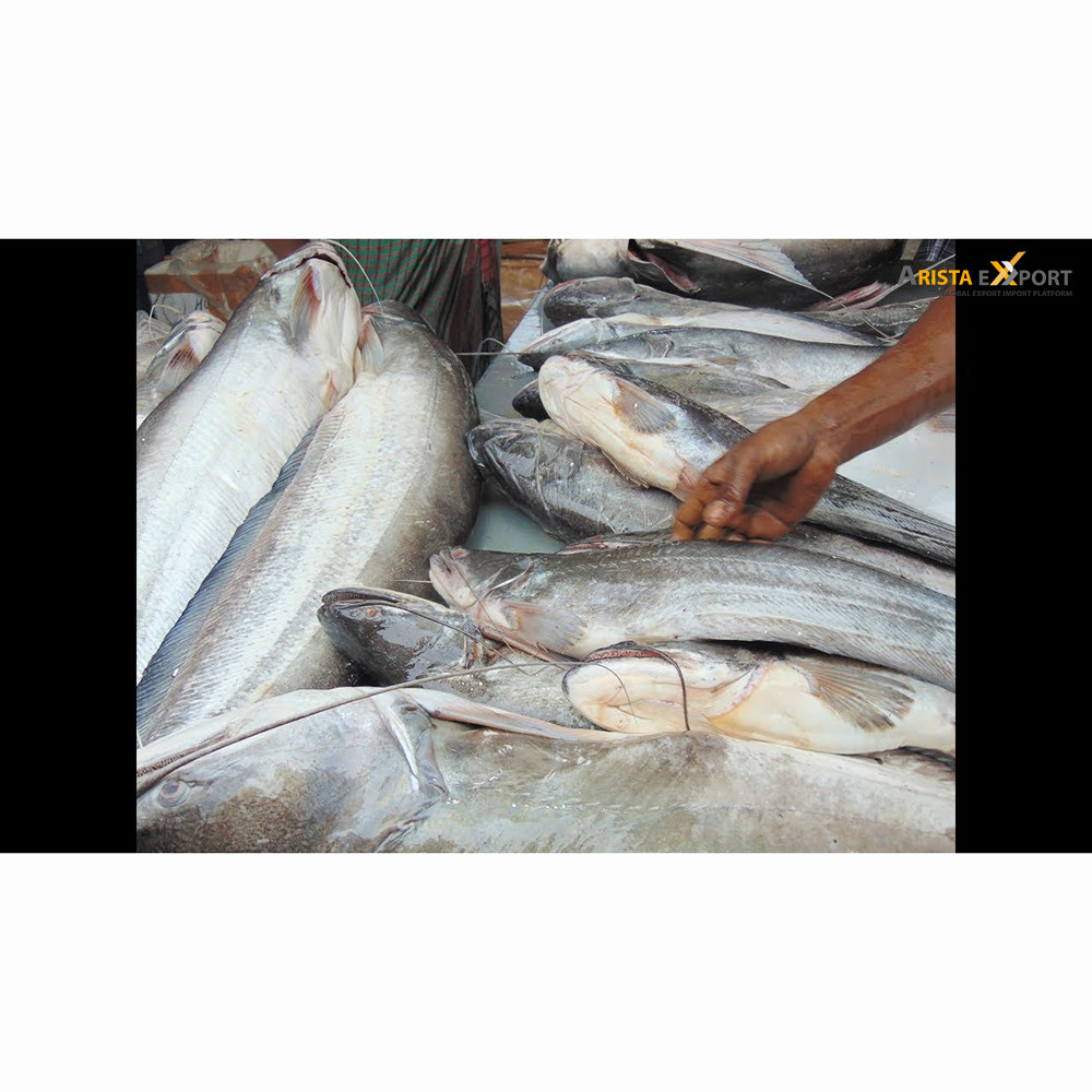 Bangladeshi Exportable Whole Wallago fish 