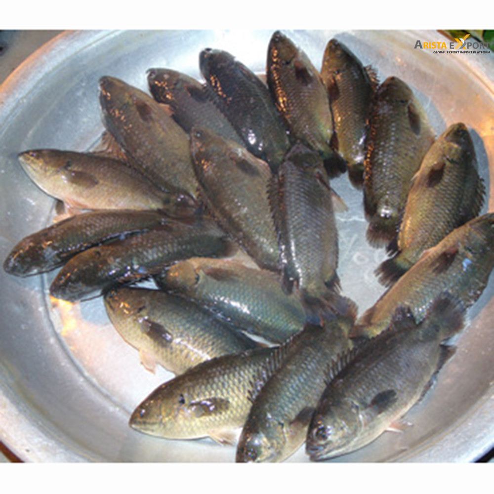 Bangladeshi Climbing Fresh Perch Fish for Export