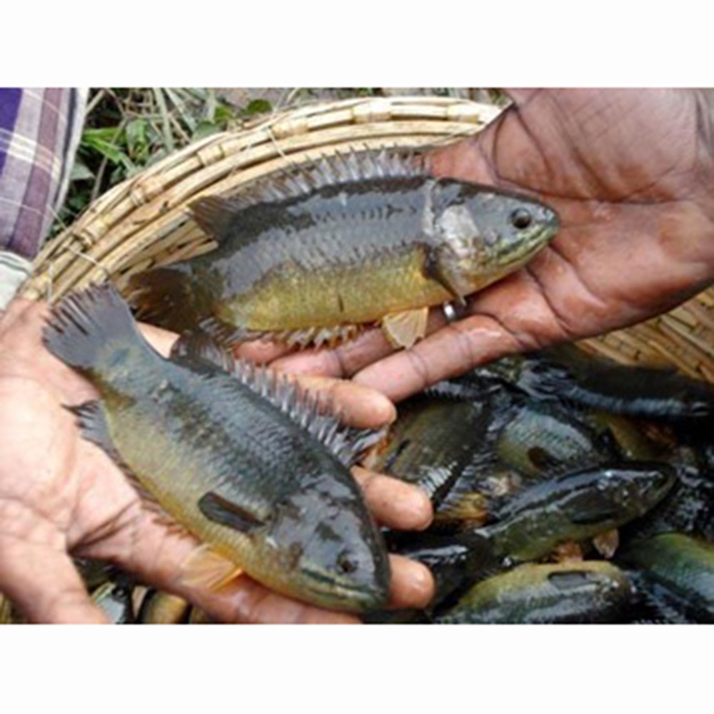 Bangladeshi Climbing Fresh Perch Fish for Export