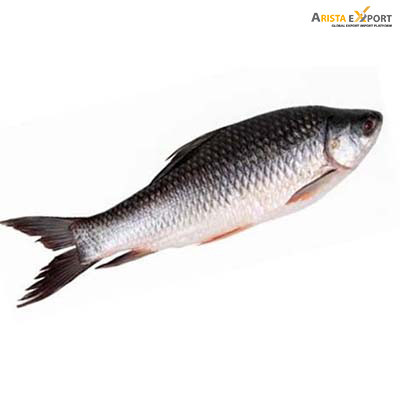 Top Qualtiy Fresh Rohu fish export from BD