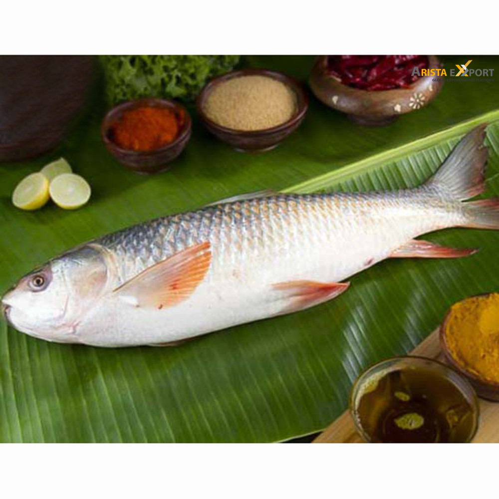 Top Qualtiy Fresh Rohu fish export from BD
