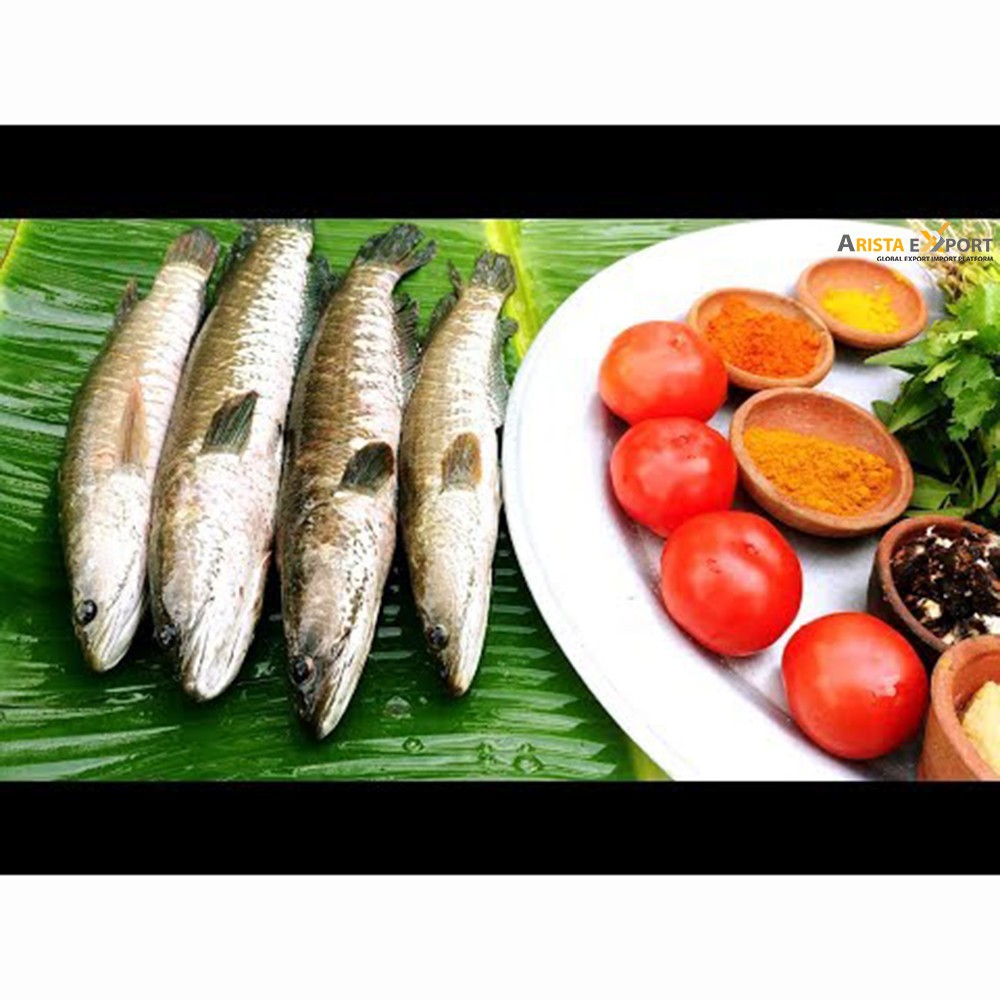 Best Selling Bangladeshi Snakehead murrel fish for Export