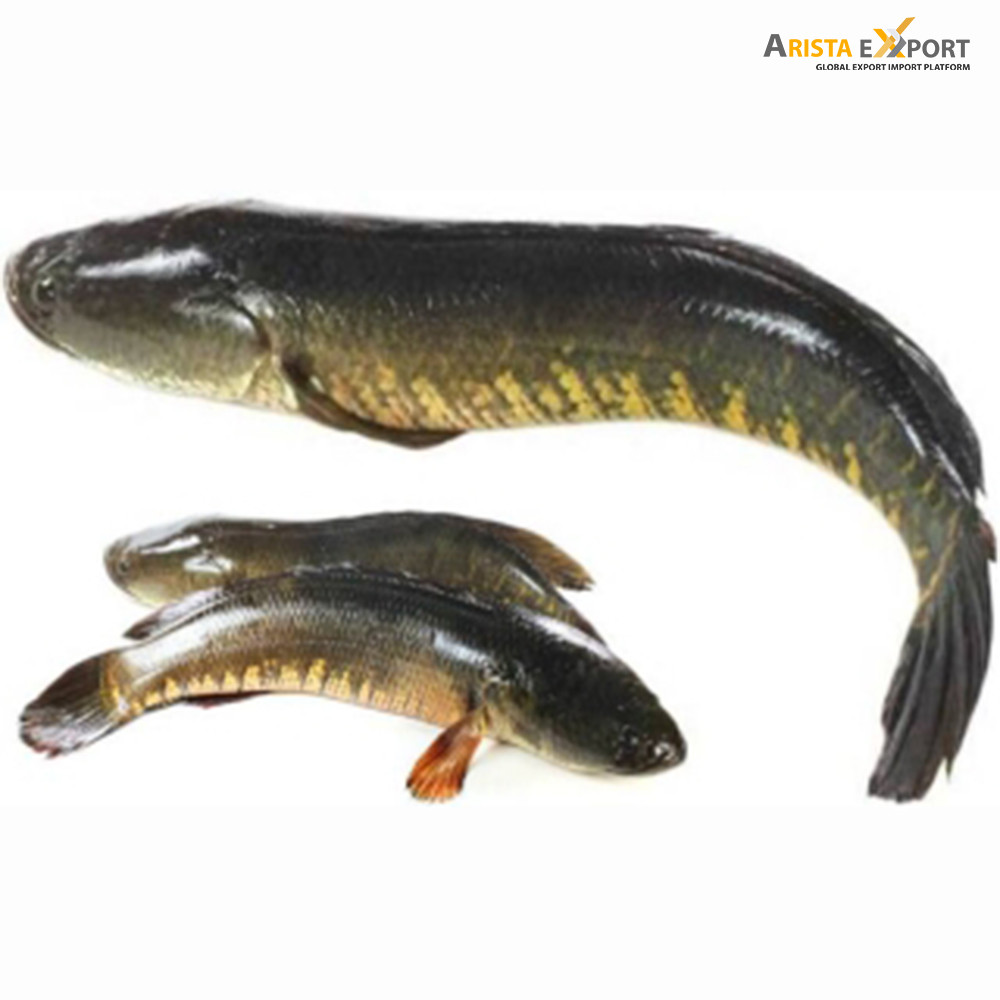 Best Selling Bangladeshi Snakehead murrel fish for Export