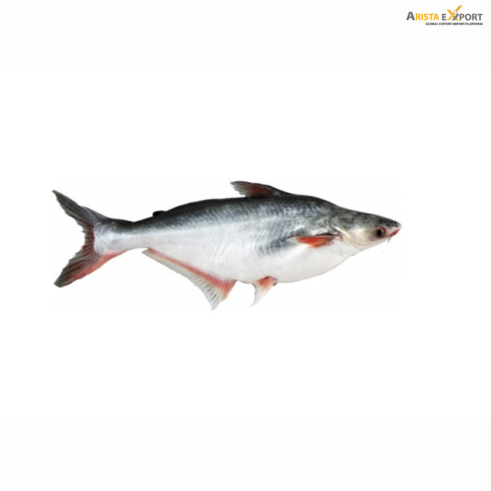 Top Quality Best Pangasius Fish Supplier from BD