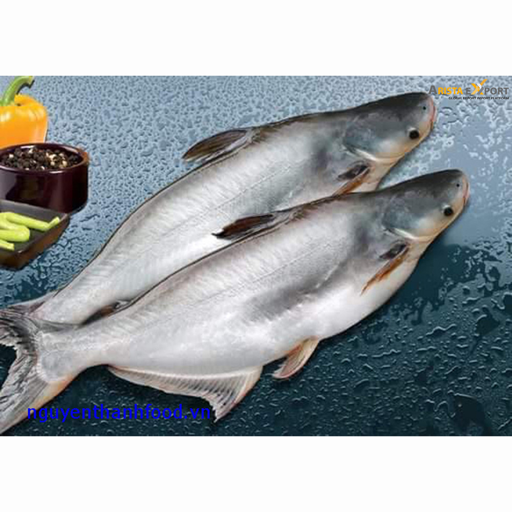 Top Quality Best Pangasius Fish Supplier from BD