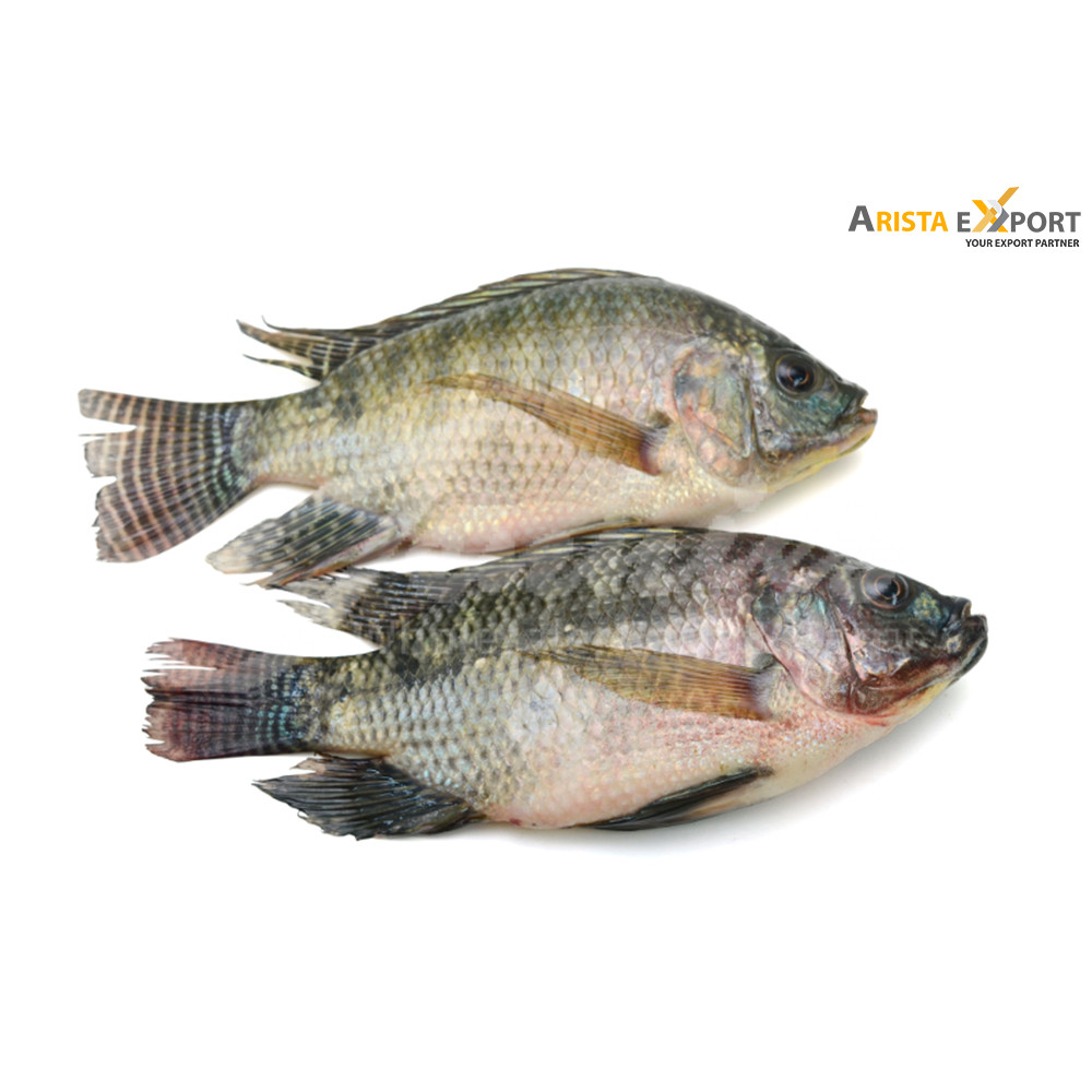 Best quality Tilapia export from Bangladesh