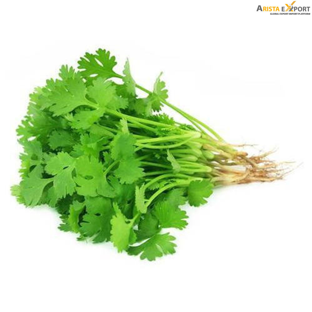 Fresh Coriander Leaves Supplier from BD