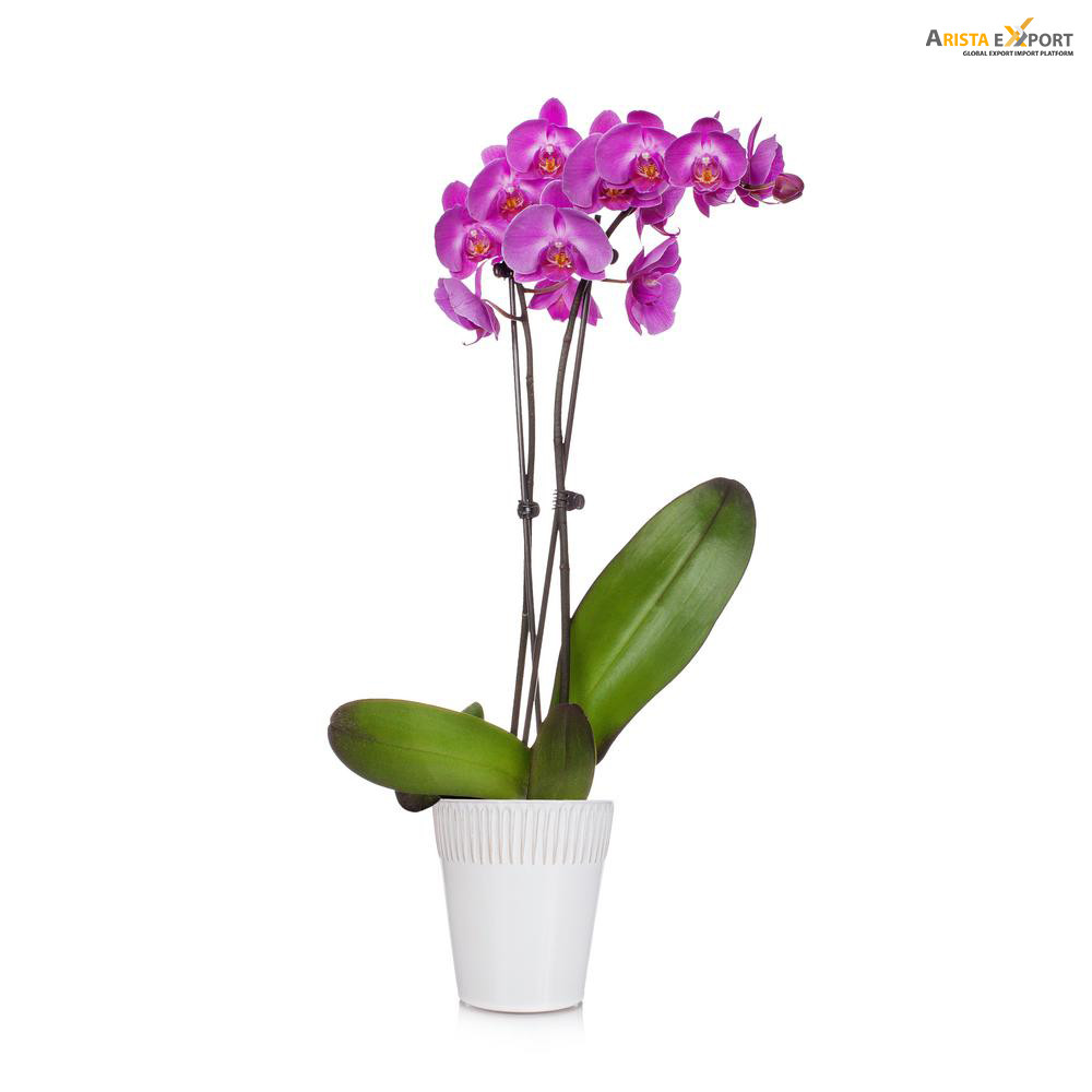 Orchid vanda tree showpiece for export