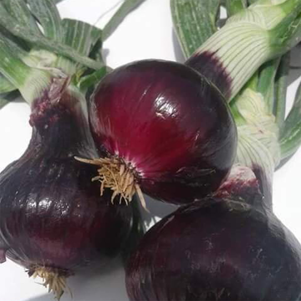 Egyptian Fresh Organic Red Onion