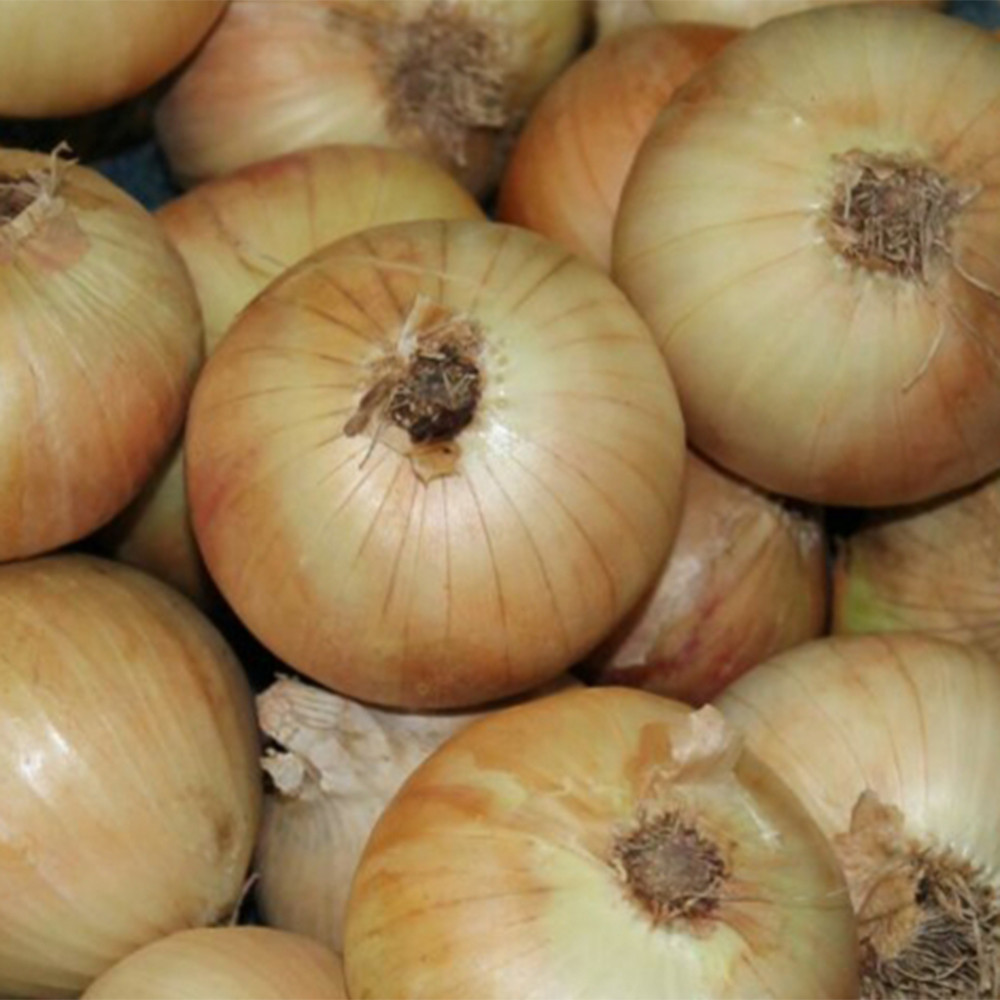 Best Quality Fresh Yellow Onion Supplier Egypt