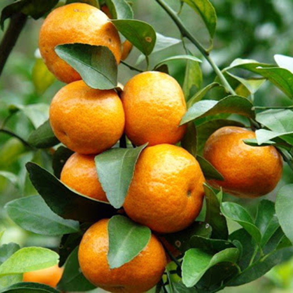 100% Natural Sweet Fresh Valencia Orange From Egypt