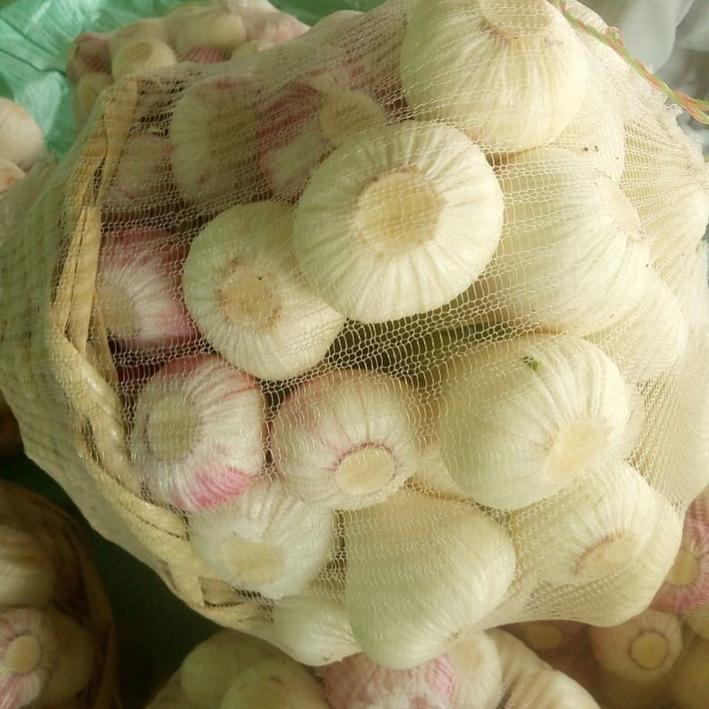 Good Quality Natural Red And White Garlic Wholesaler Egypt