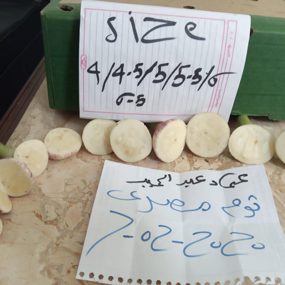 Good Quality Natural Red And White Garlic Wholesaler Egypt