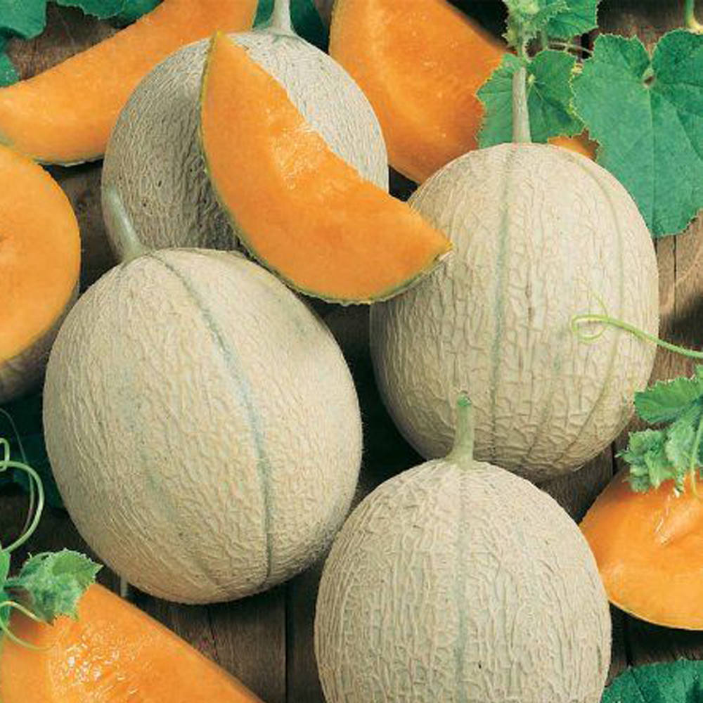 New Crop Sweet Melon from Uzbekistan