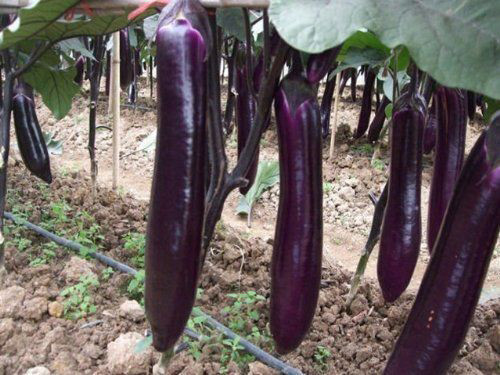 Quality Fresh Eggplant Exporter in Bangladesh