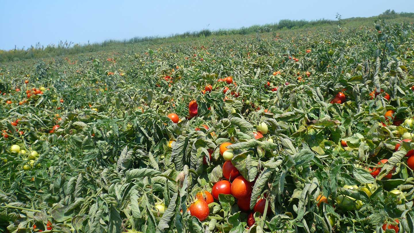 Hot Sale Tomato Exporter from Bangladesh