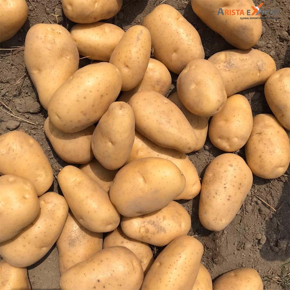 High Quality Fresh Diamant Potato Supplier In Bangladesh