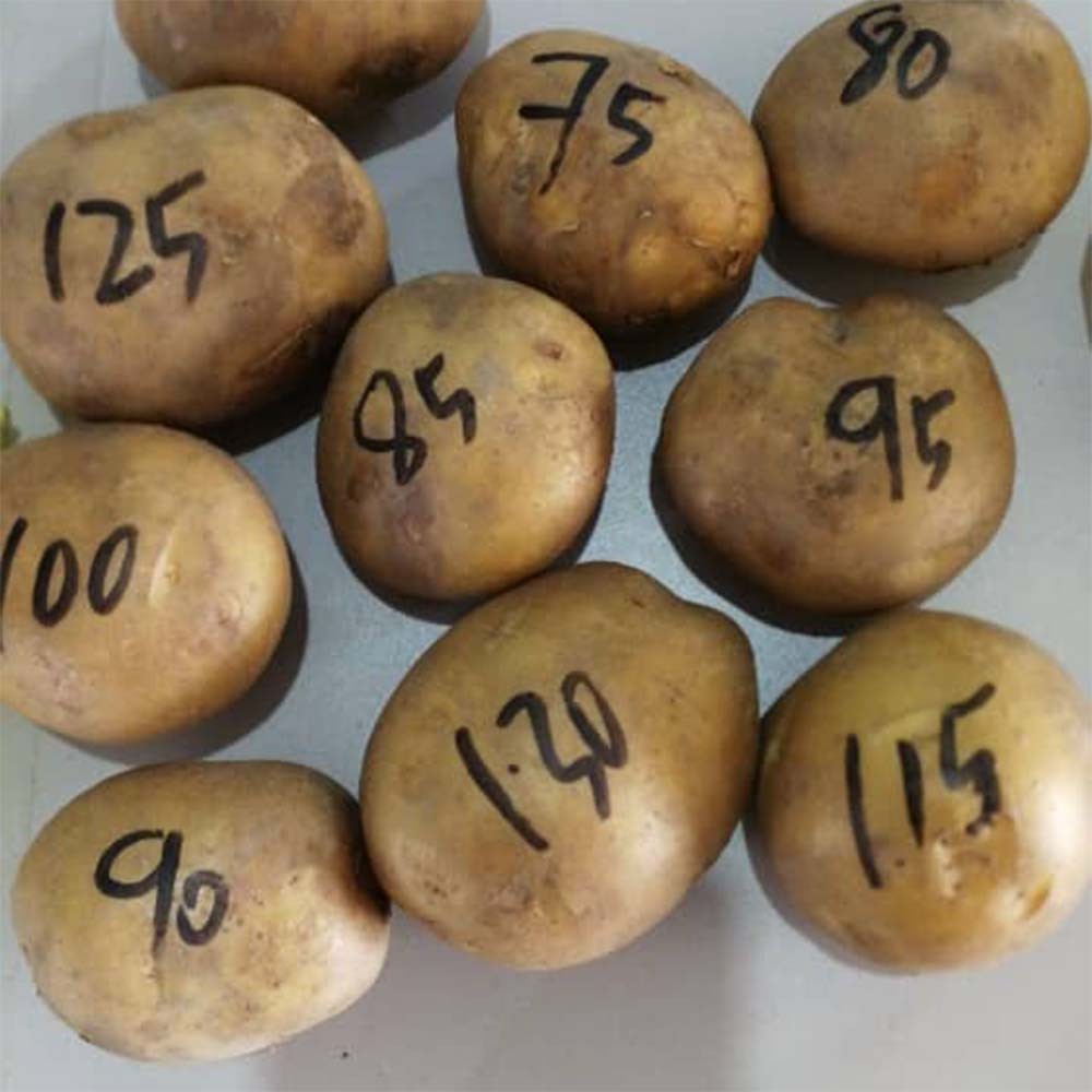 High Quality Fresh Diamant Potato Supplier In Bangladesh