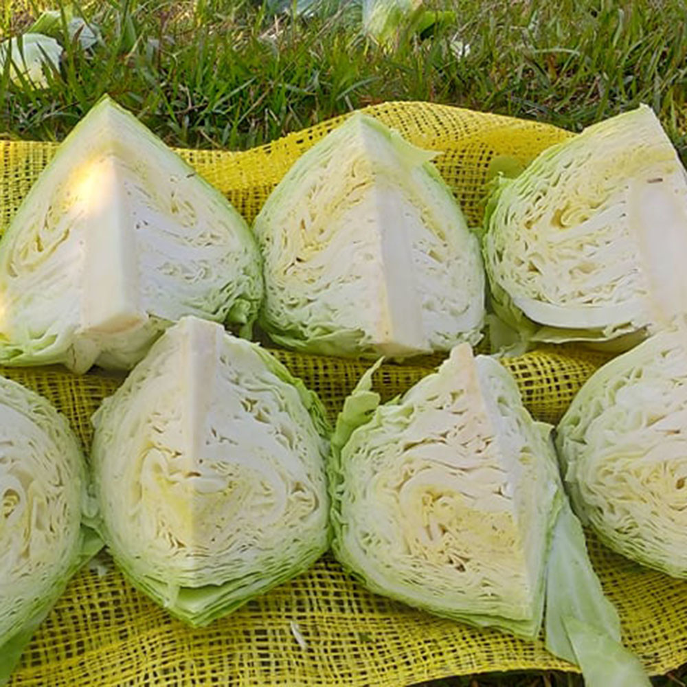 Best Price Fresh Cabbages Supplier
