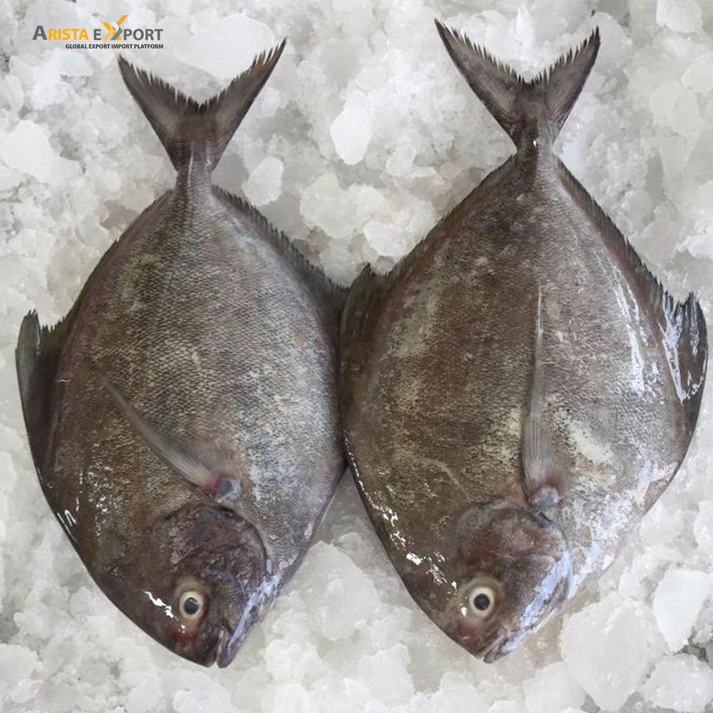 Indian Ocean Black Pomfret Fish Supplier