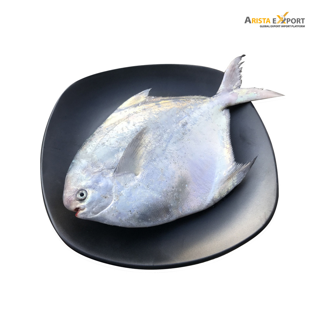 Indian Seafood/Fresh White Pomret Fish
