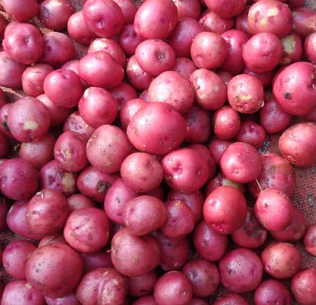 Fresh 100% Organic Red Skin Potato From Bangladesh