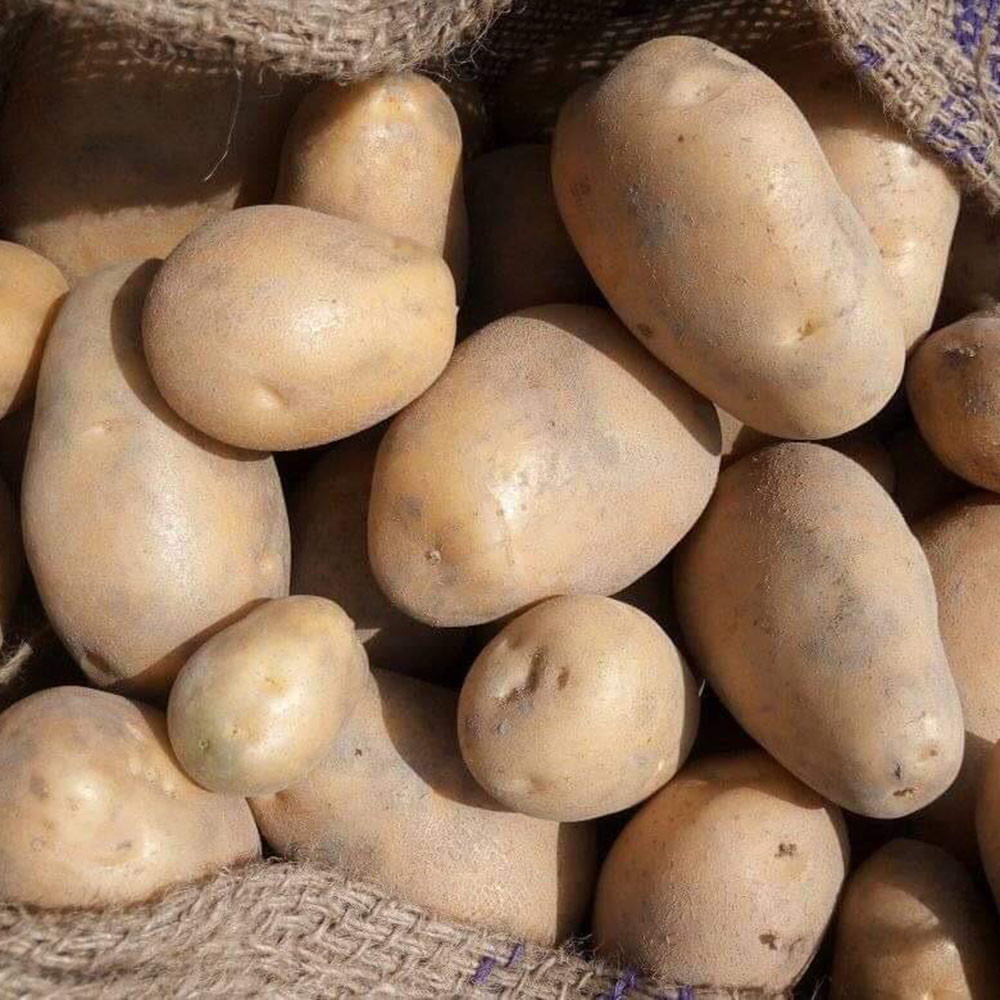 New Fresh Organic Best Cheap Price Diamond Potato Supplier 
