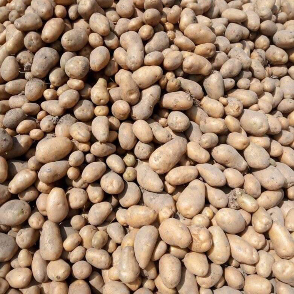 New Fresh Organic Best Cheap Price Diamond Potato Supplier 