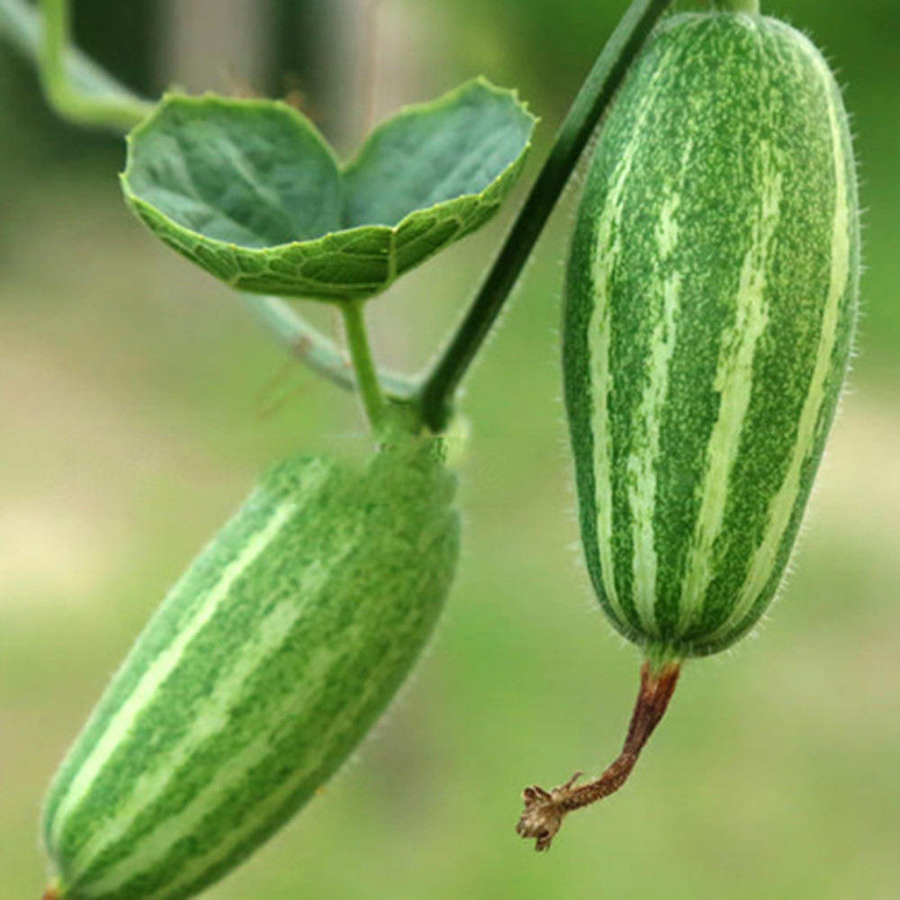 Wholesale Premium Quality Green Natural Pointed Gourd