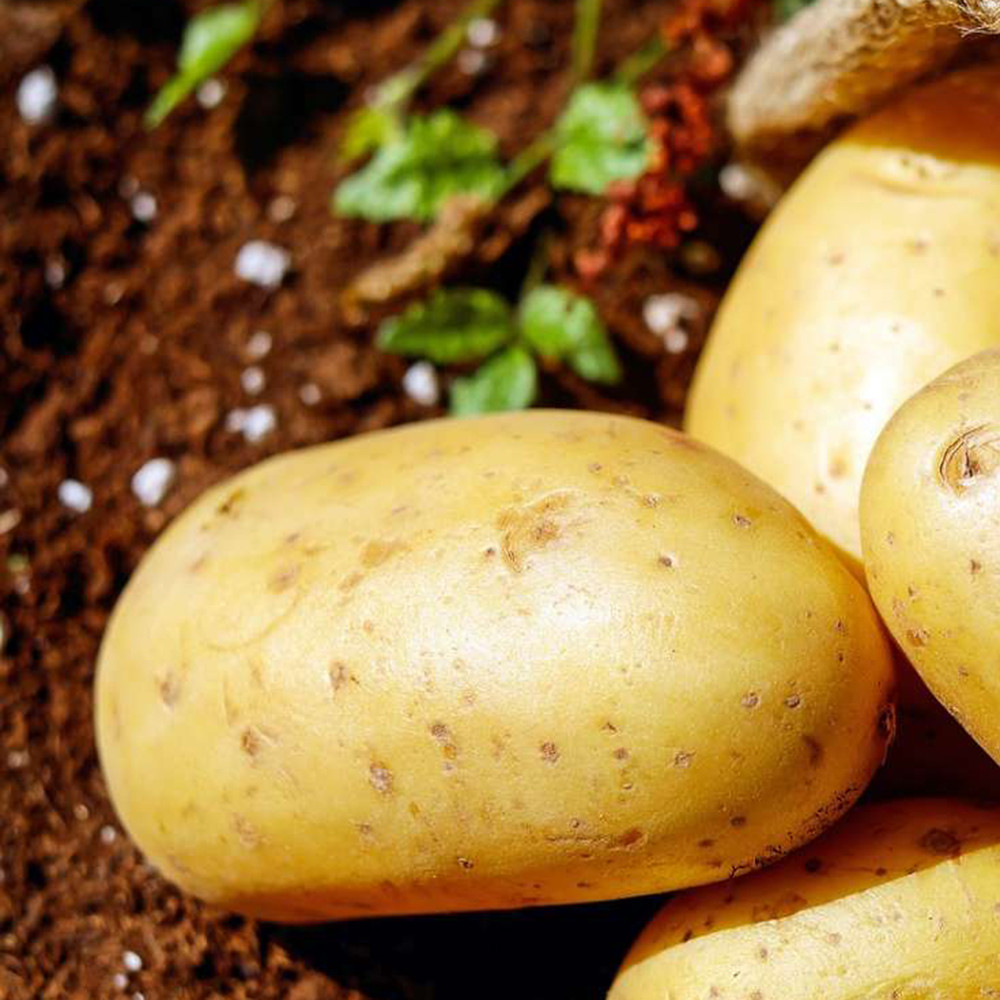 Natural Original Best Sale Good Quality Potato 