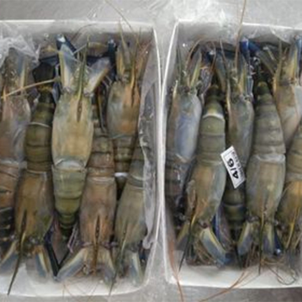 High Selling Top Rated Big Fresh Black Tiger Shrimp Exporter