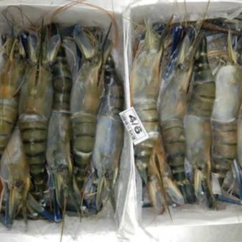 High Selling Top Rated Big Fresh Black Tiger Shrimp Exporter