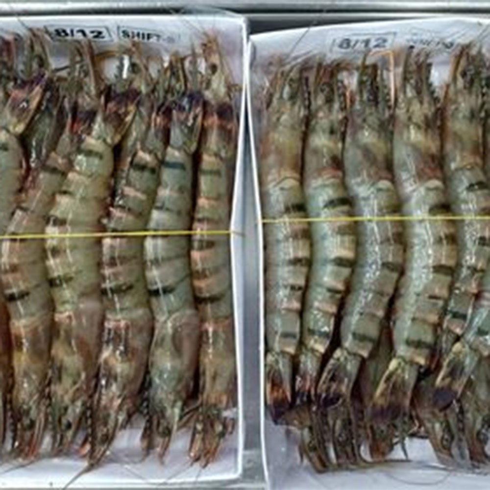 Fresh 100% Original High Quality Big Shrimps Exporter