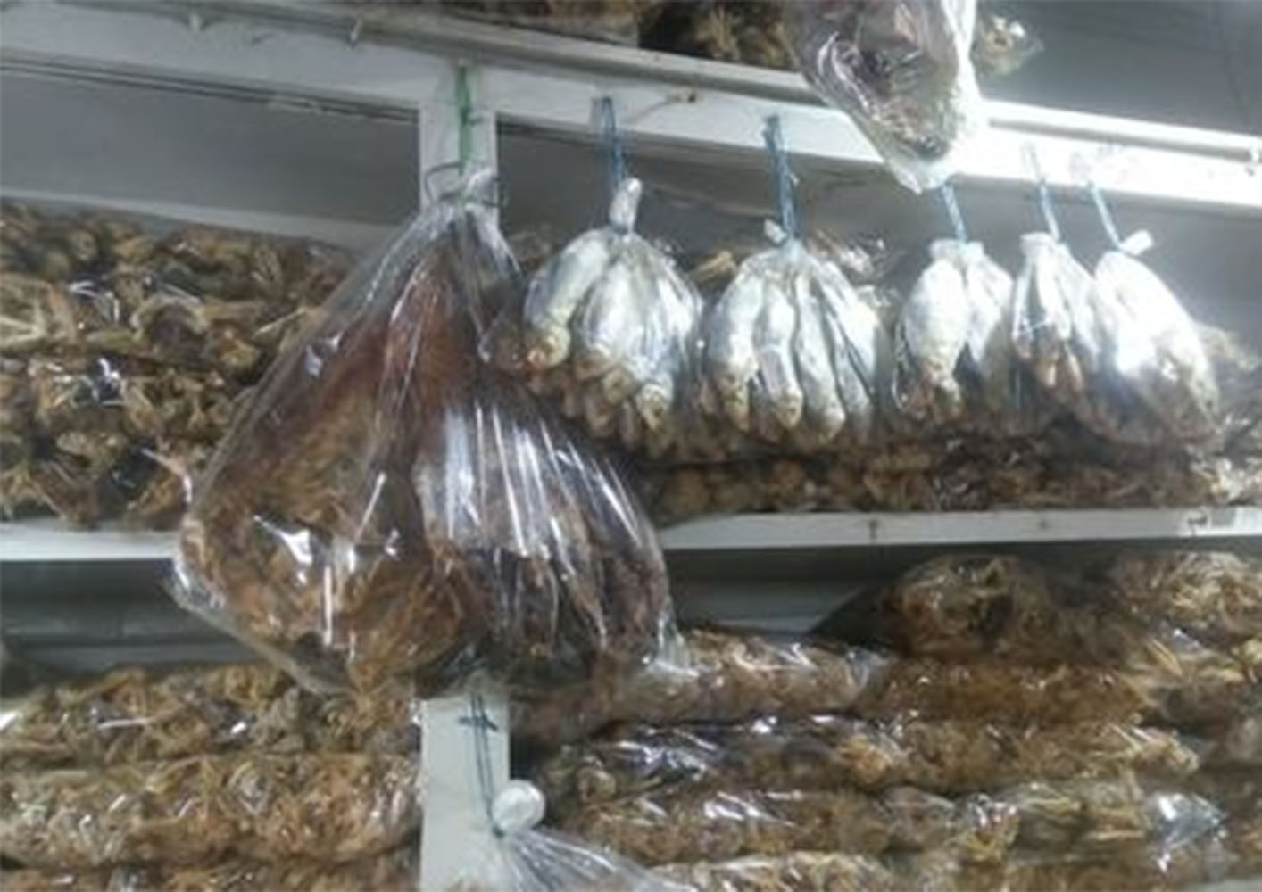 Good Test Fresh Organic Halal Dry Loitta Fish Exporter