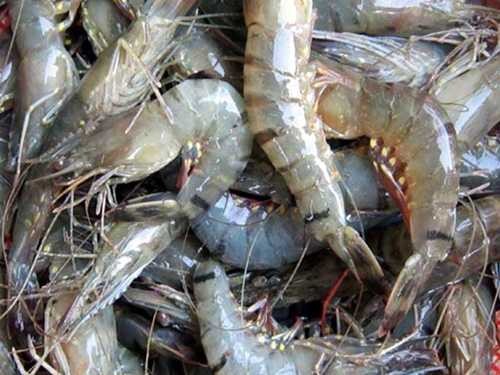 Fresh Water Shrimp Bulk Supplier High Quality
