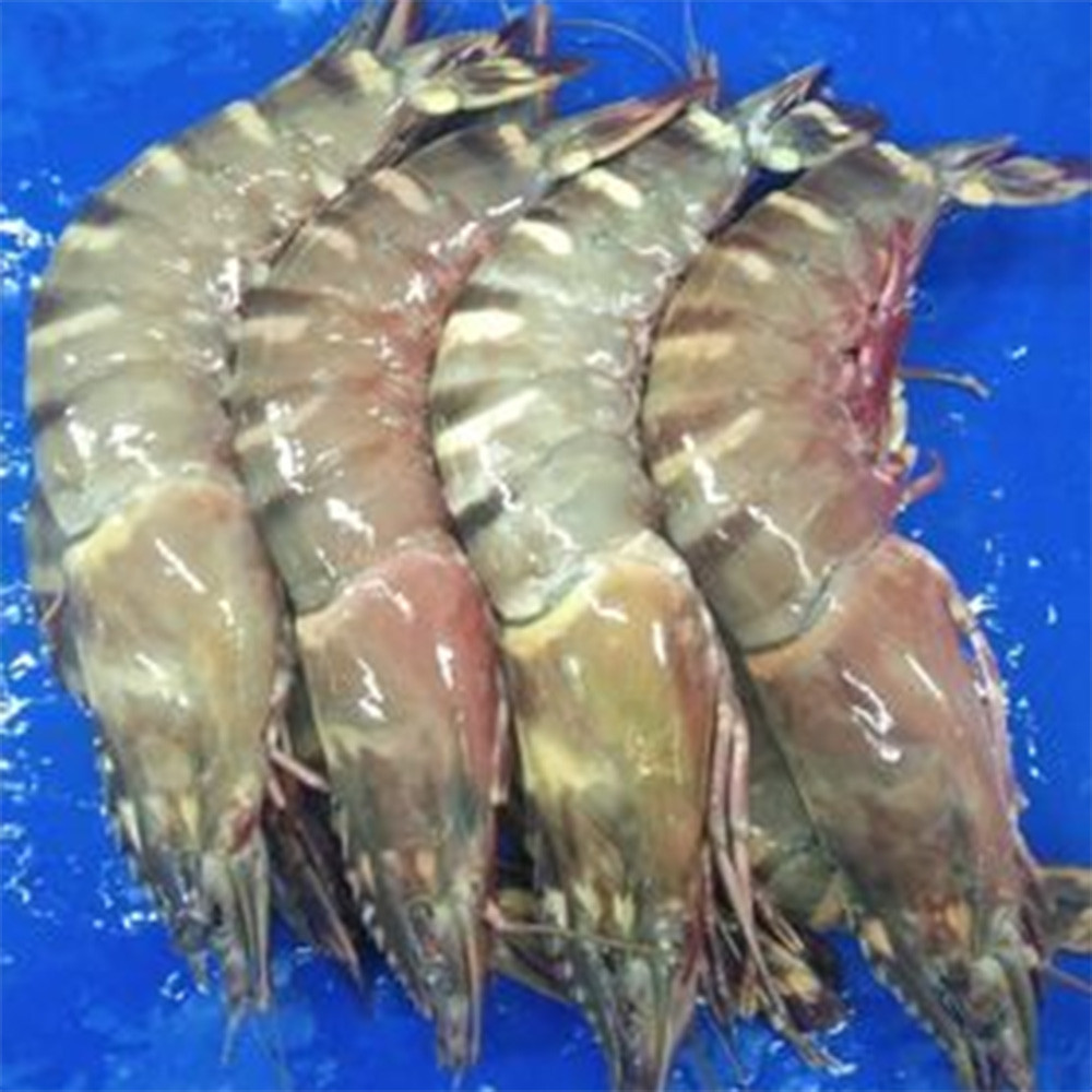 Fresh Original Black Tiger Shrimp Exporter