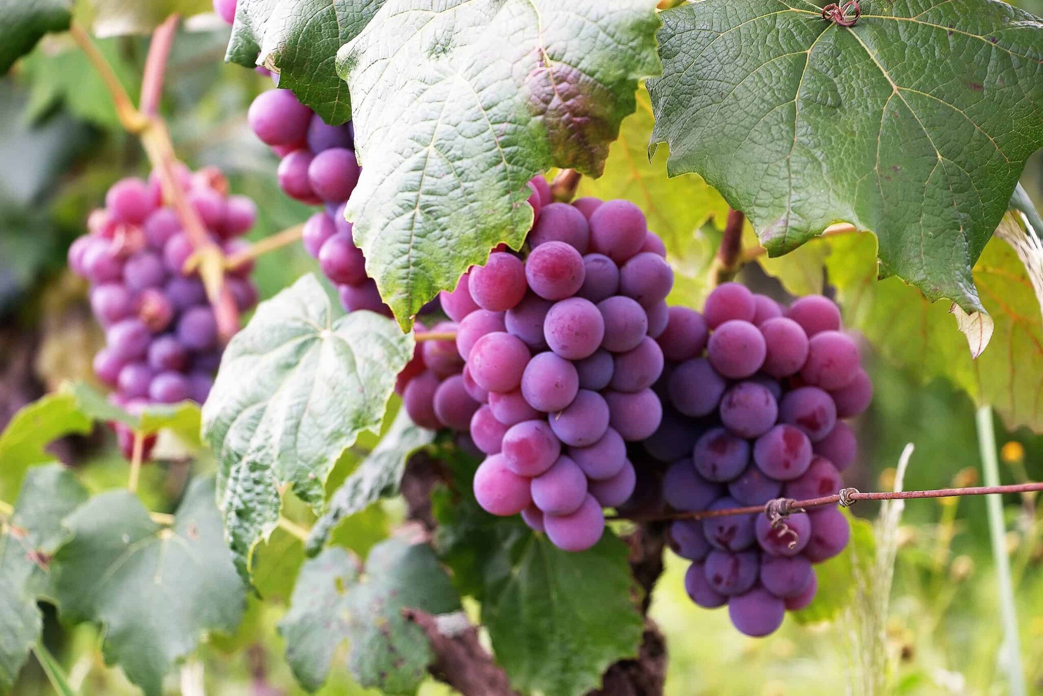 Quality Assured Natural Healthy Tasty Grapes Exporter India