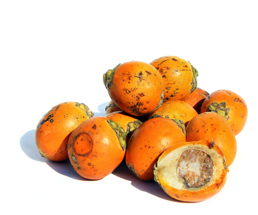 Premium Grade Hot Sale Fresh Betel Nut Supplier