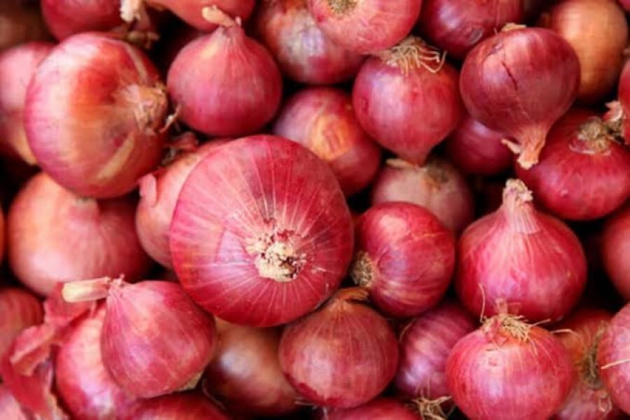 New Top Quality Direct Supply Good Quality Onion Exporter India