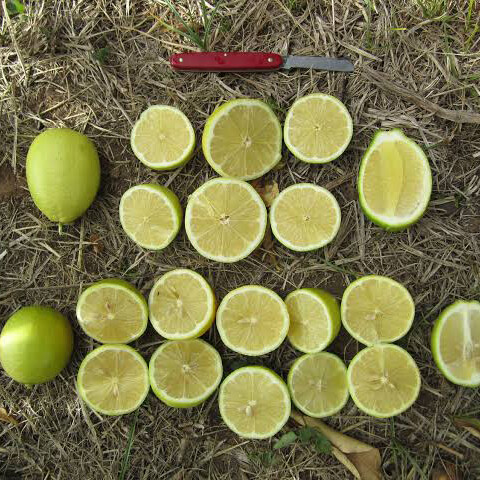 Fresh Quality Assured Lemon Exporter