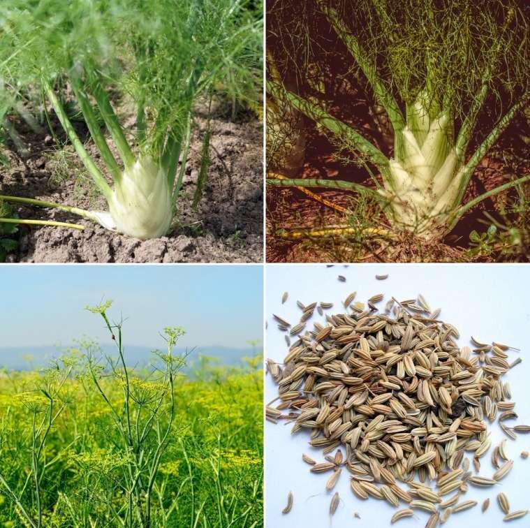 New In Stocks High Quality Aromatic Fennel Seeds Supplier
